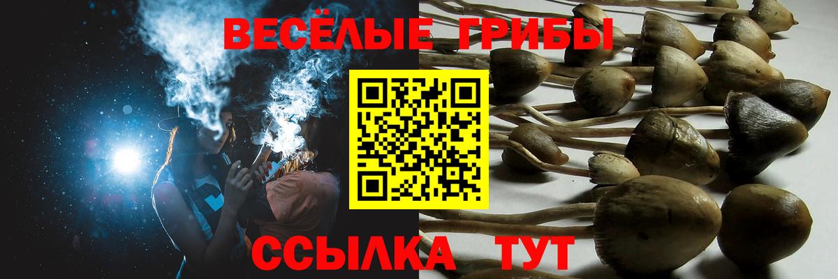 Галлюциногенные грибы Psilocybine cubensis  Асино 